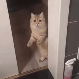 🐱
