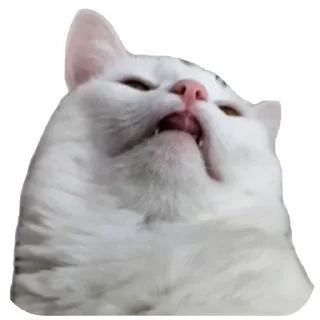 🐱