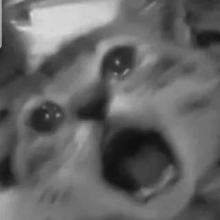 🐈‍⬛️