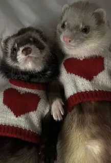 🤩