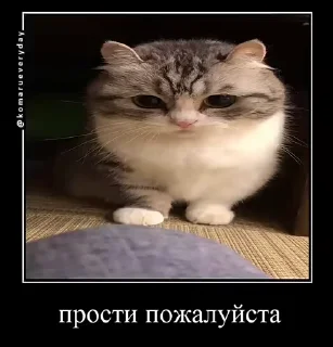 🐱