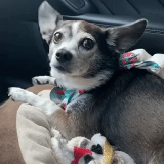 🐶