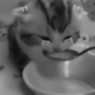 🐈‍⬛️