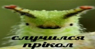 🐛