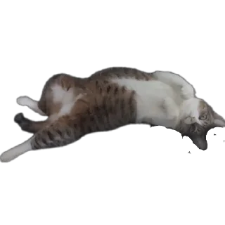 🐱