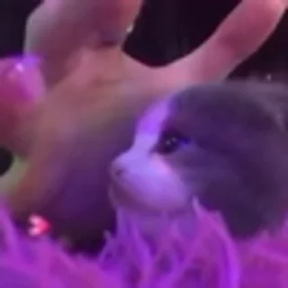 🐈‍⬛