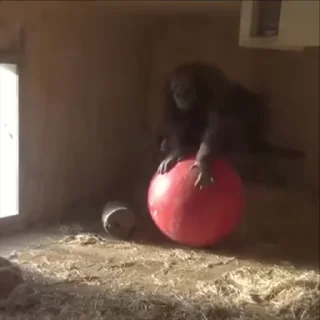 🎪