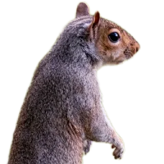 🐿️