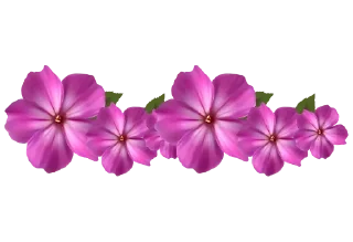 🌺