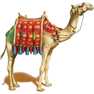 🐫