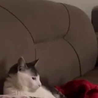 🐈