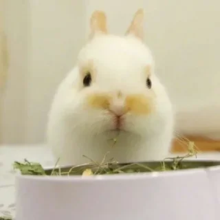 🥕