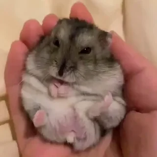 🥟