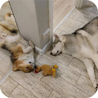 🐶