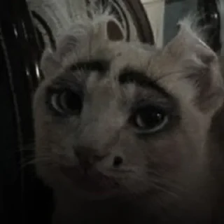 🐈‍⬛