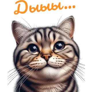 🐱