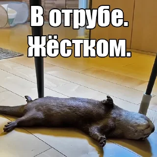 😴