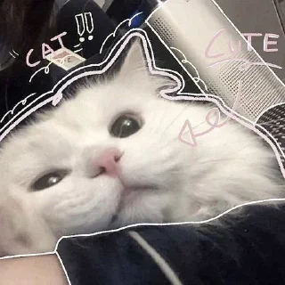 🐾