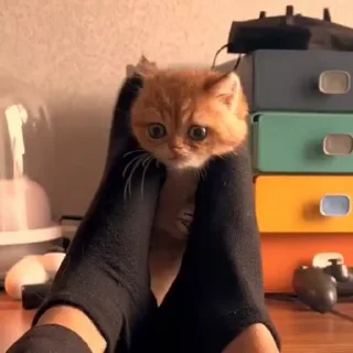 🤩