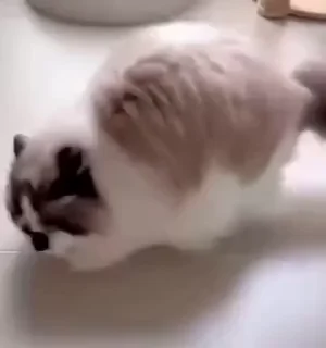 🤩
