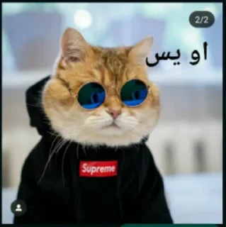 😎