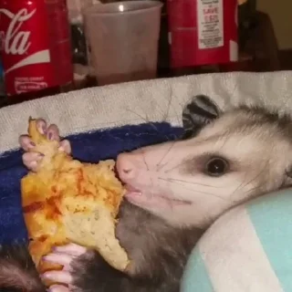 🍕