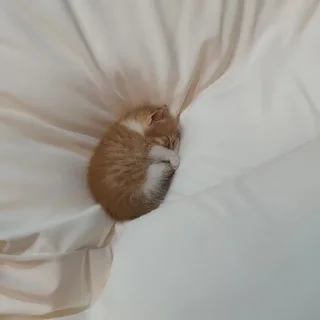 😴