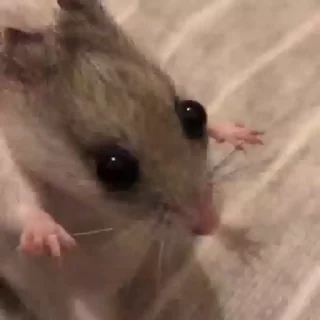🐭