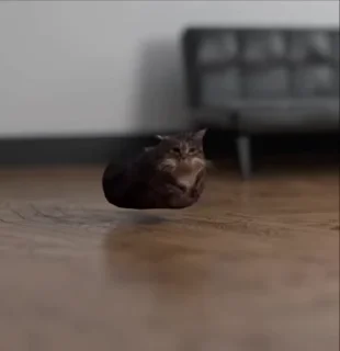 🐈