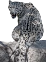 😾