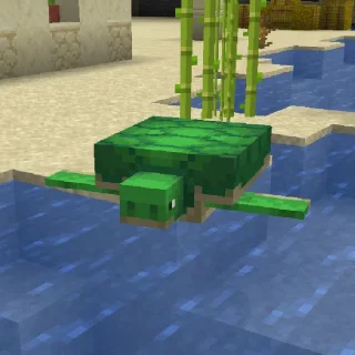 🐢