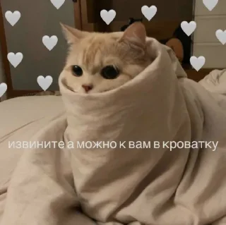 🤍