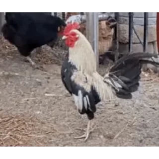 🐔