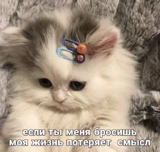 😿