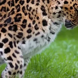 🐾