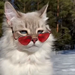 😎