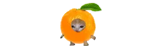 🍊