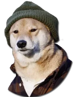 Stupud dog @stickersb2b