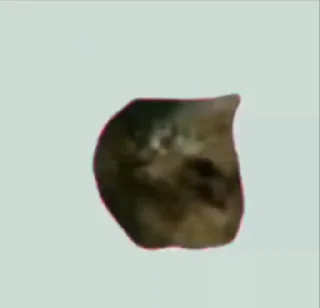 🐈