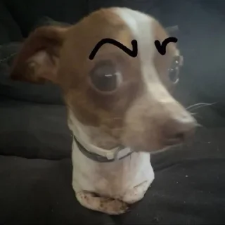 🐶