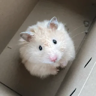 🥺