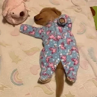 🐶