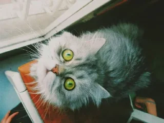 😶