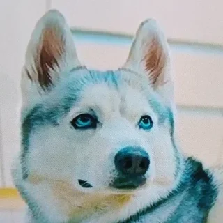 🌟