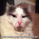 🐱