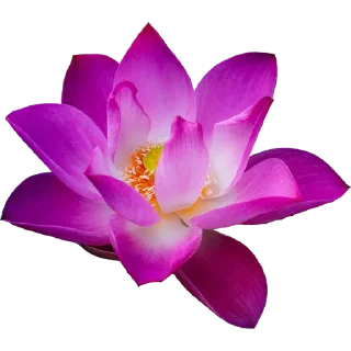🌺
