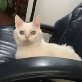 🤪