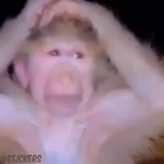 🤦‍♂️