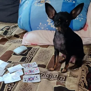 🃏