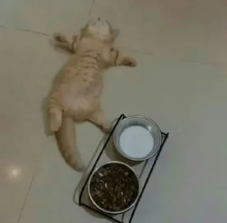 🐱